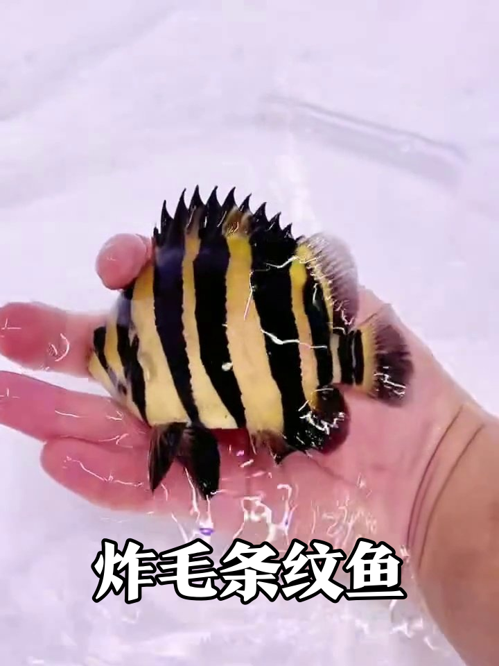 黄黑条纹鱼背鳍炸毛,握手里装高冷内心急