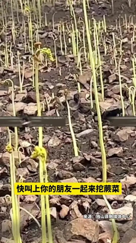 感谢来自大自然的馈赠!快叫上你的朋友一起来挖蕨菜~(来源:)