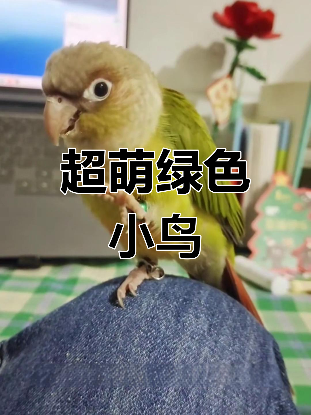 肉桂小太阳,像抹茶蛋糕一样可爱