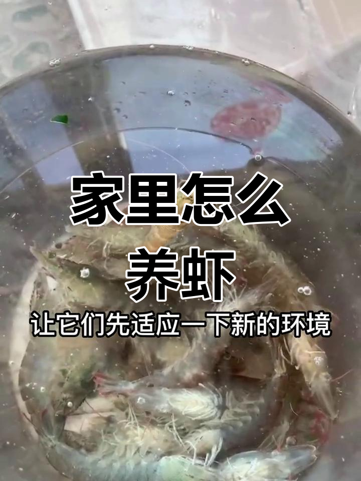 如何在家养活超市虾