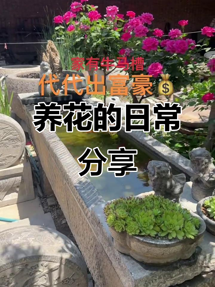 庭院鱼池与石槽流水,养花不晒怎么行?