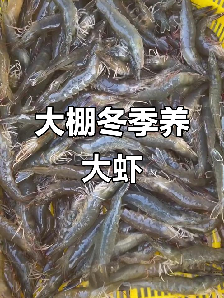 冬季大棚养虾技巧，南美白对虾养殖全攻略