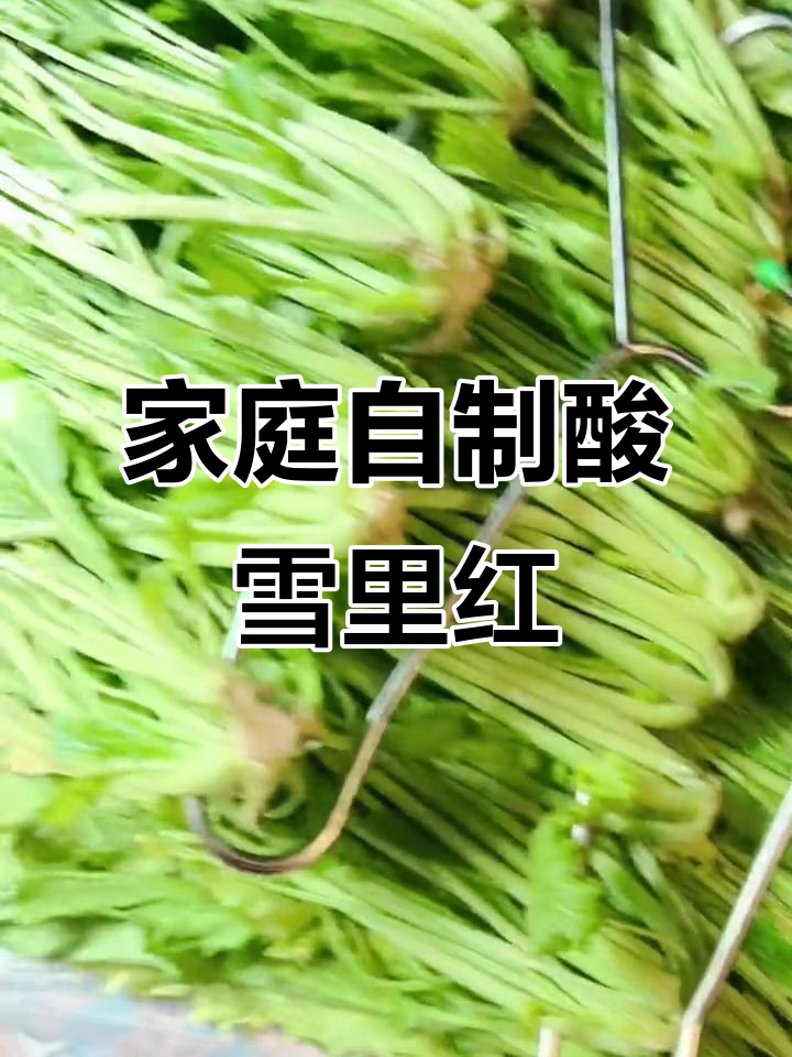 自制酸雪里红泡菜,十斤材料全攻略