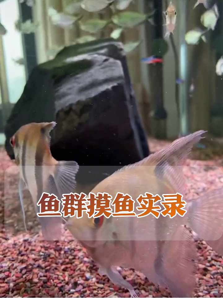 红眼神仙鱼带头“摸鱼”,鱼缸秒变鱼界社交名场面!
