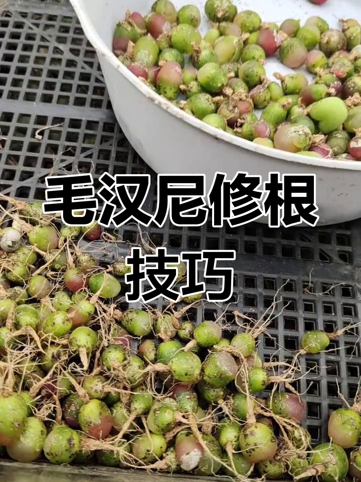 毛汉尼修根与蜕皮过程