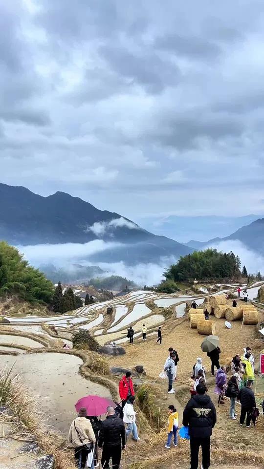 来云和梯田套鸭子了,评论区照片等你们