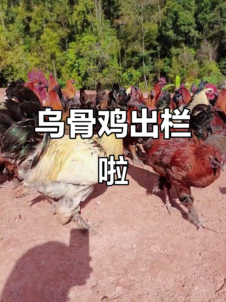 无量山乌骨鸡迎来丰收,养殖户喜获新成果