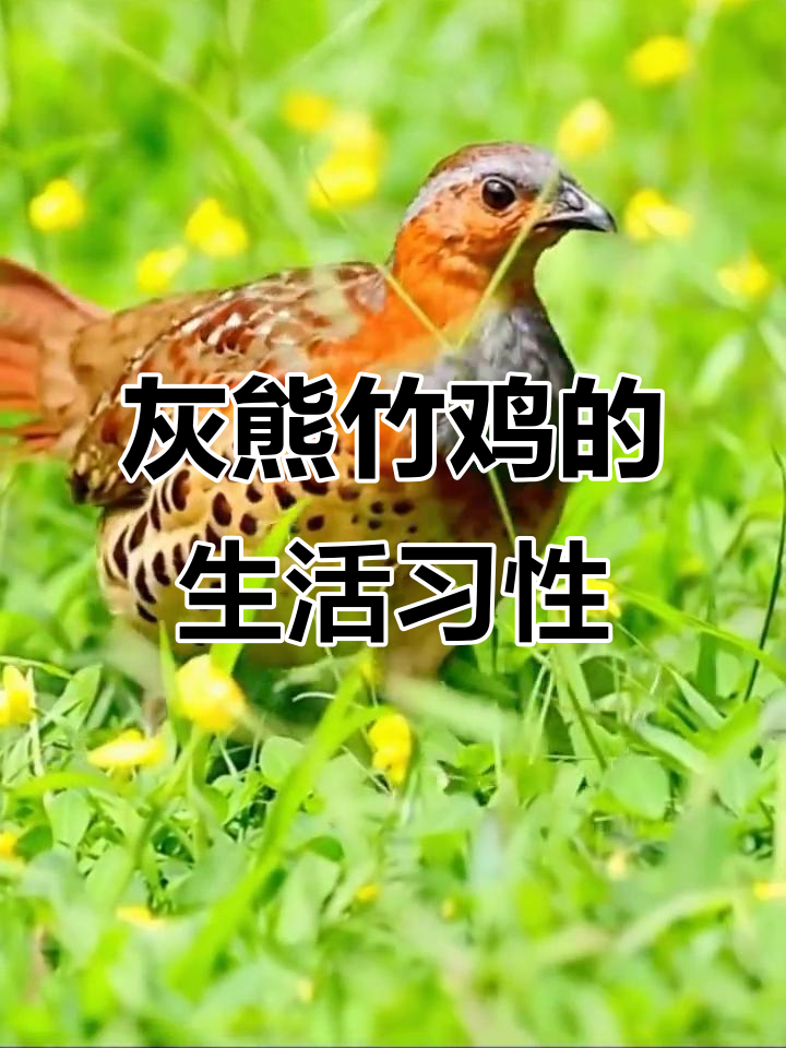 灰胸竹鸡的领地争夺与夜间取暖行为