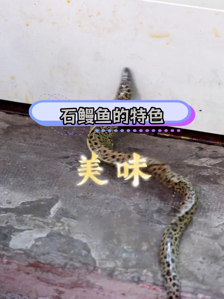 野生石鳗鱼:金钱纹路与独特风味