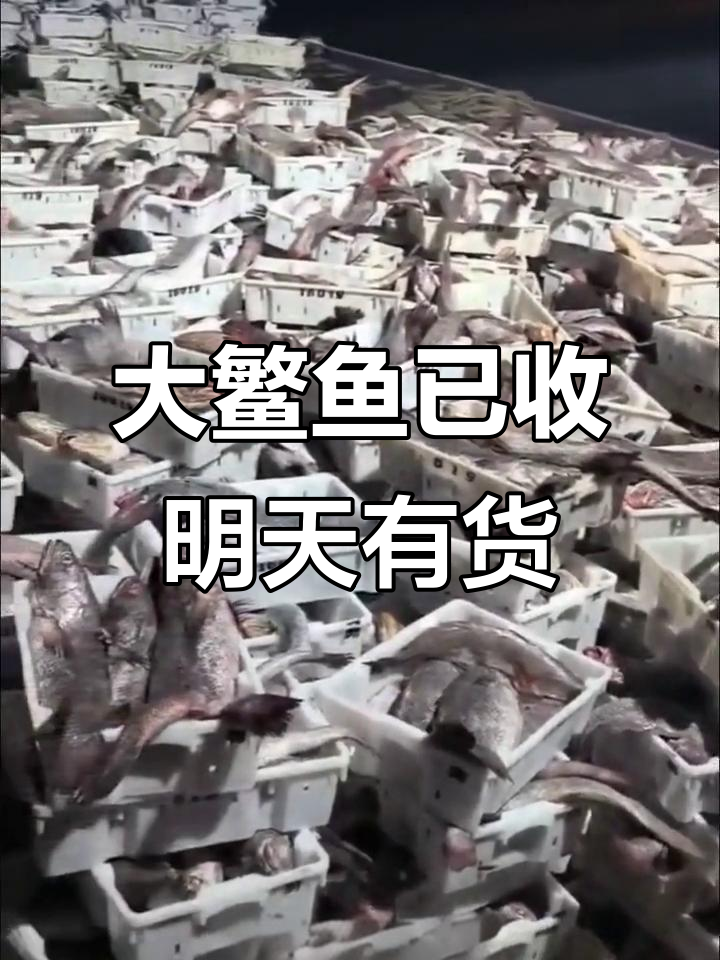 新鲜大鳘鱼刚上岸,码头热闹收购中