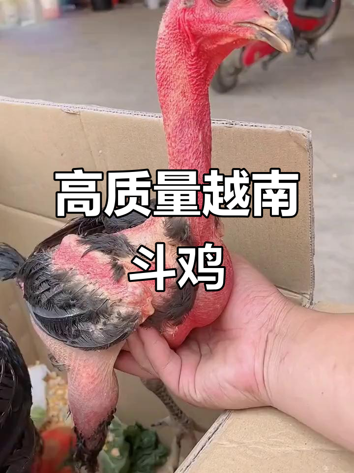 越南斗鸡文化揭秘:品质与价格的选择