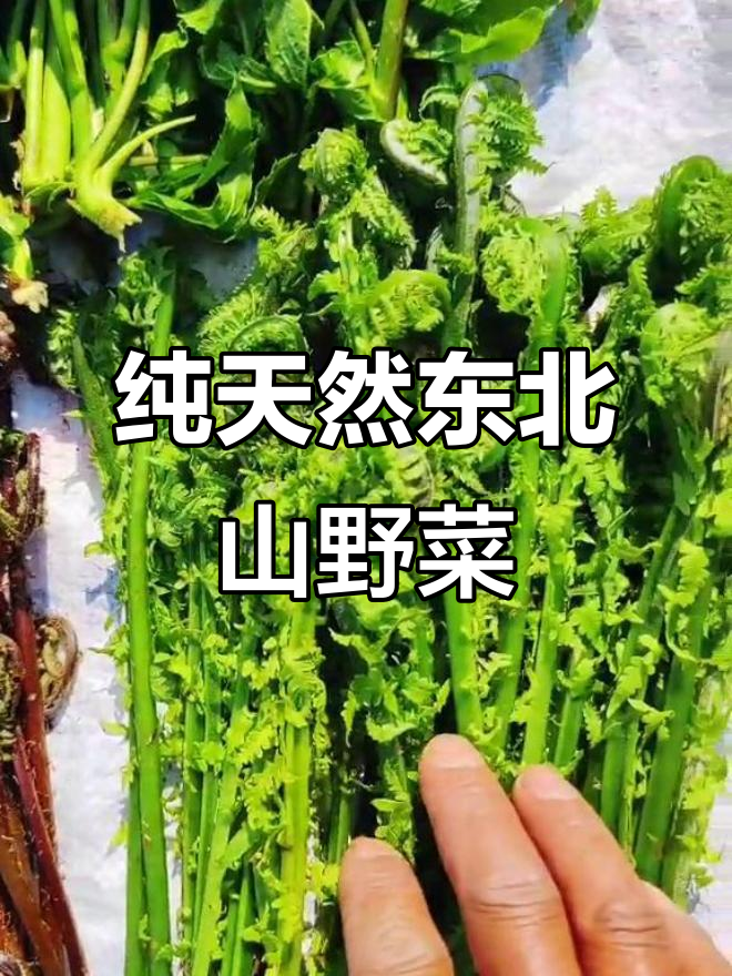 东北山野菜大揭秘:猴腿、刺五加与苦菜的完美搭配