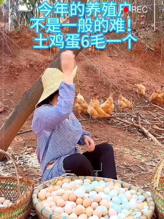 今年农家土鸡蛋大丰收了,价格太给力了,几毛钱一个比普通鸡蛋还要便宜,大家快抢 农村土鸡蛋