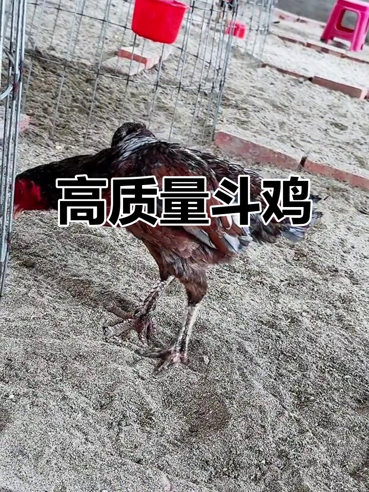 西贡龙鳞母鸡:斗鸡爱好者的最爱,高质量的竞技体验