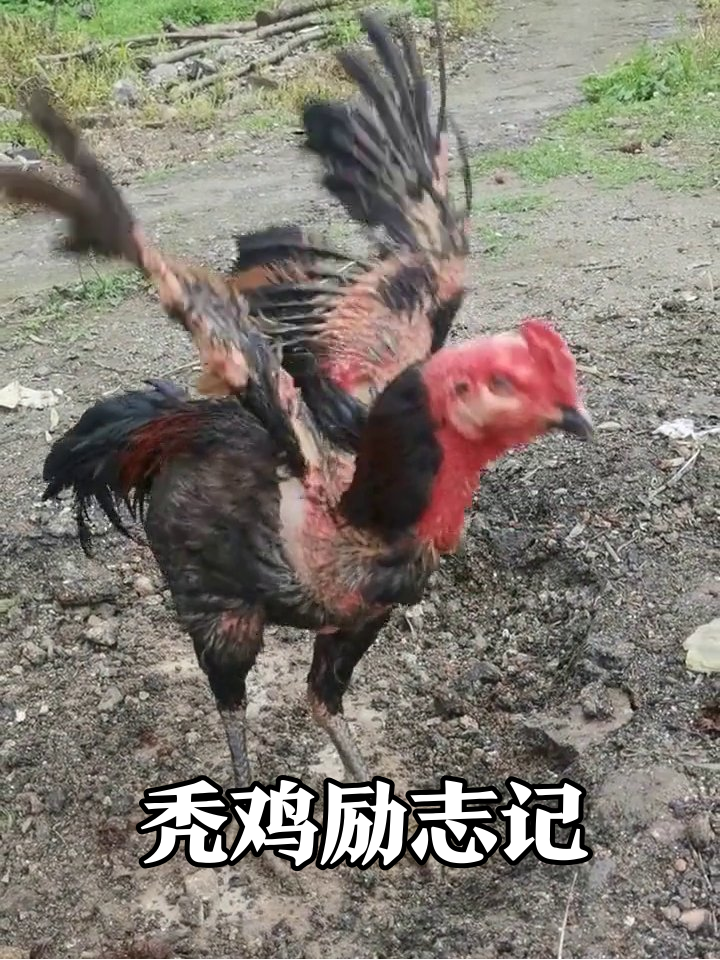 脱毛公鸡垃圾堆励志觅食，网友：这发型太潮了