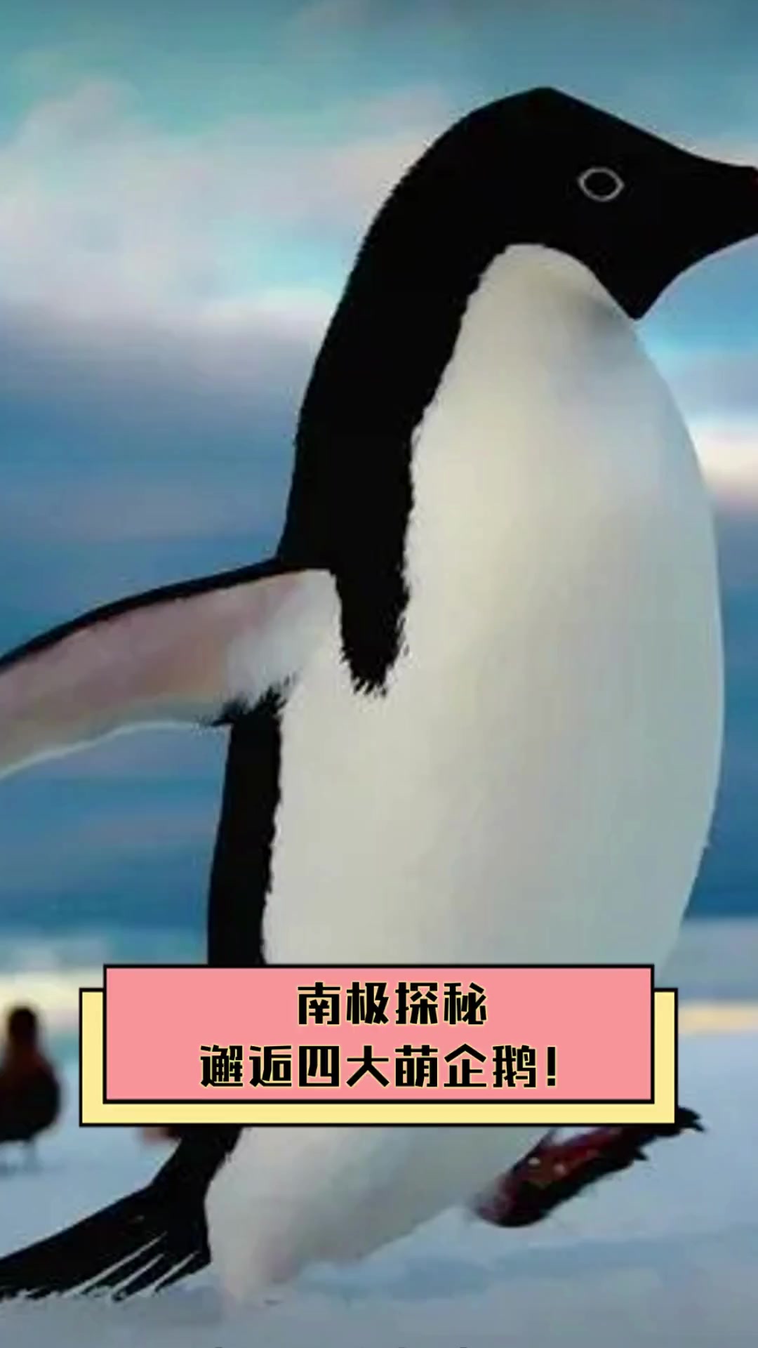 南极探秘,邂逅四大萌企鹅!