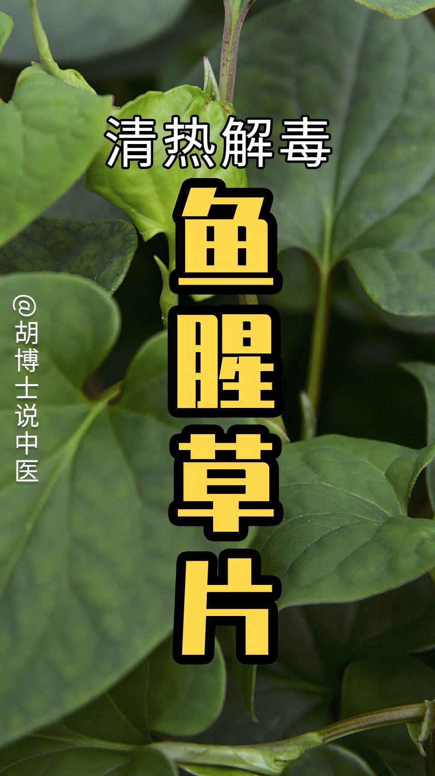 鱼腥草片适合哪些人?鱼腥草 折耳根 咳嗽 胡博士说中医