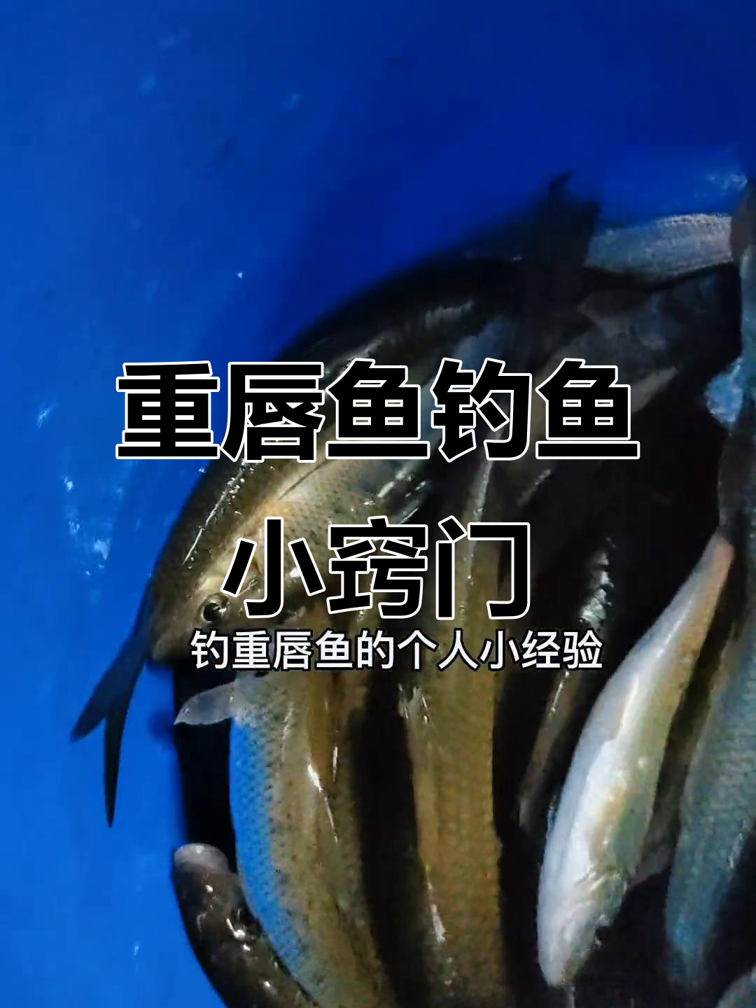 野钓重唇鱼的技巧与经验分享,掌握这些让你事半功倍