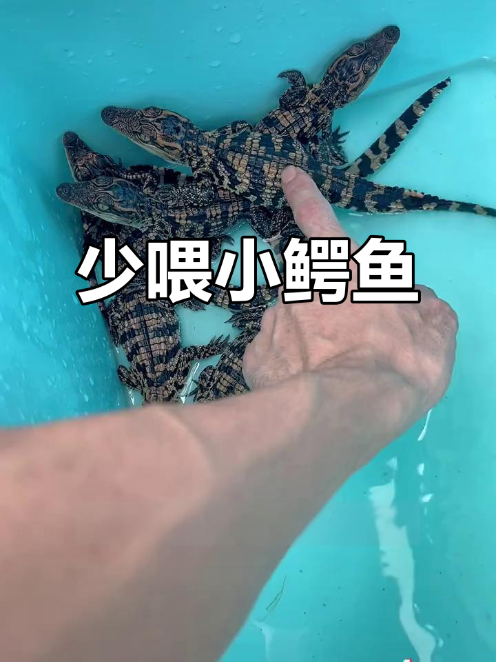 小鳄鱼苗喂食技巧,少喂才是关键