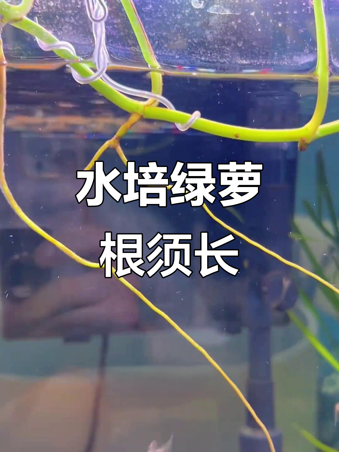 鱼缸边水培绿萝，根须超长，简单固定方法揭秘