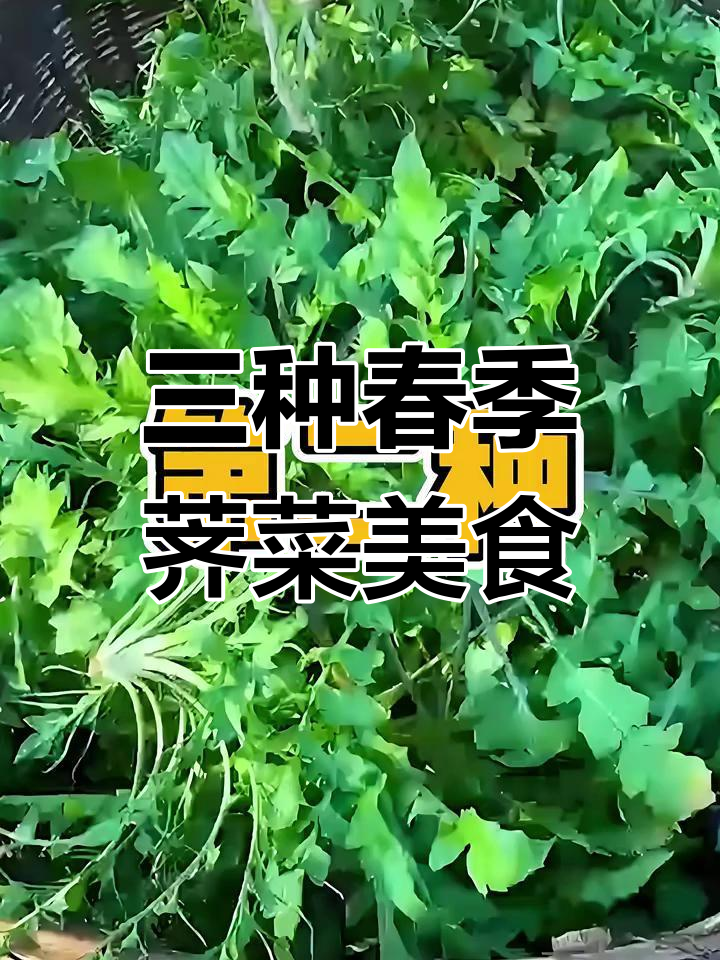 春天荠菜三种家常做法,炒饭、咸馍馍轻松搞定