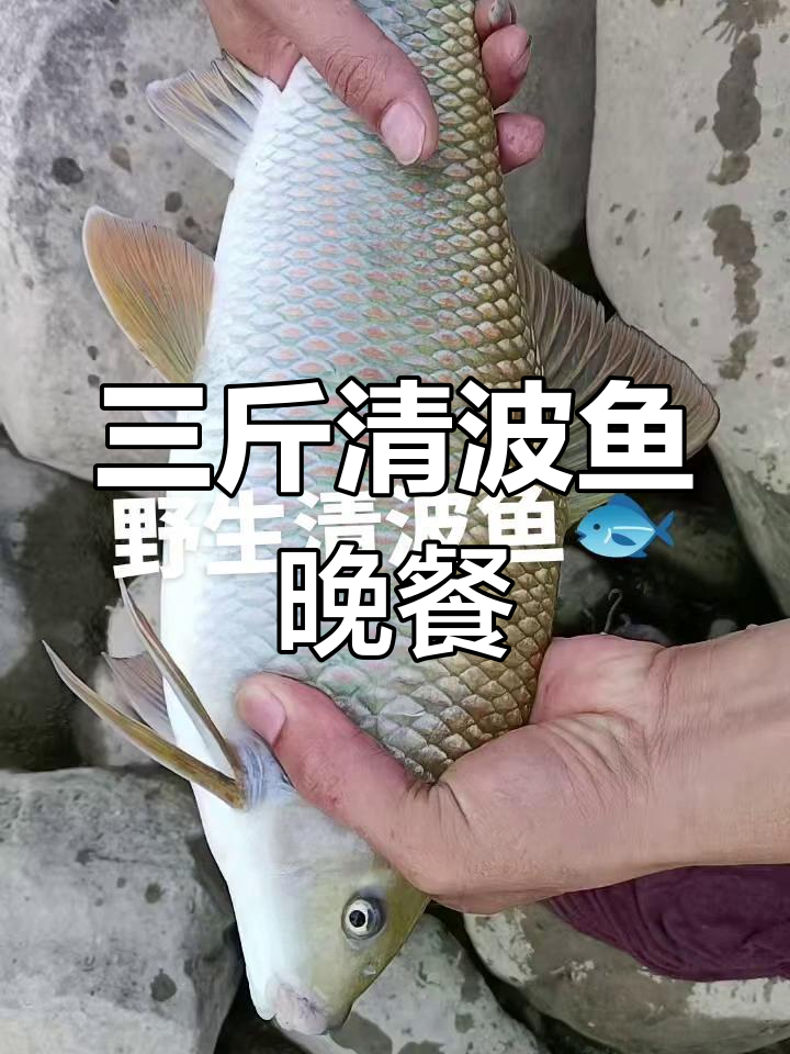 野生清波鱼三斤,今晚奢侈大餐