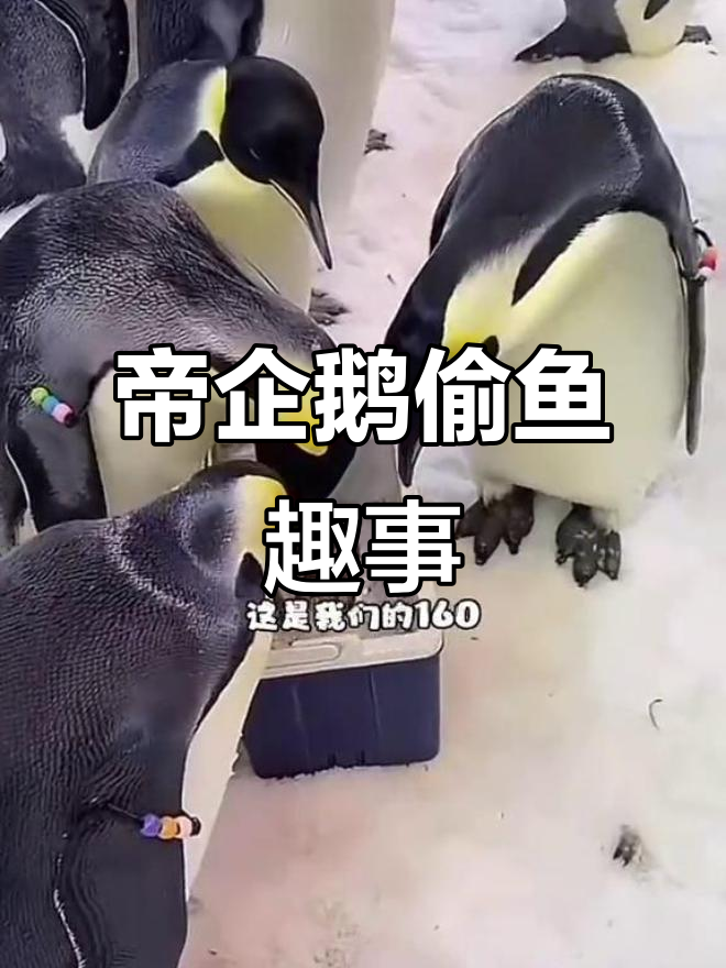 帝企鹅偷鱼大作战,多春鱼成新宠