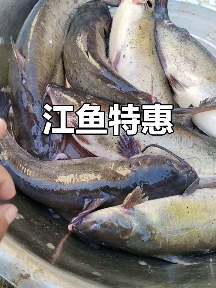 无刺江鱼,9.9元一斤,超市优惠!