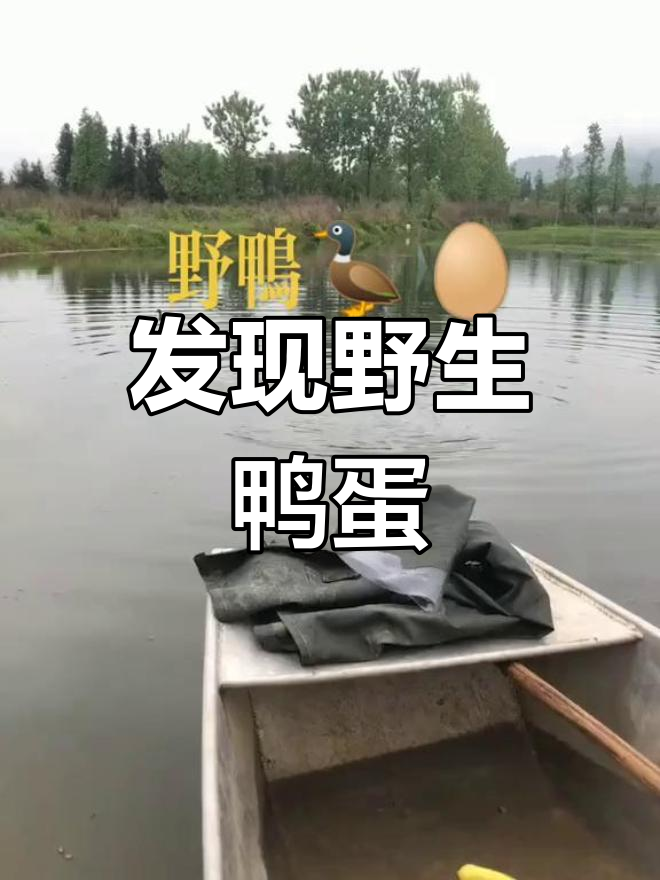 野鸭不愿被抓,蛋藏鸟窝深处