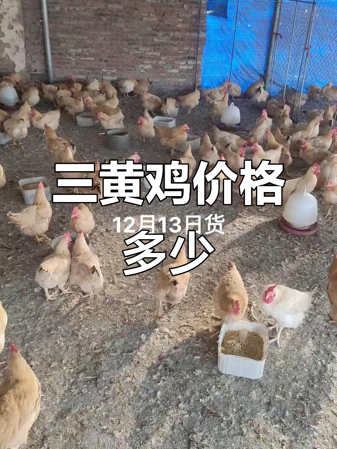 12月13日三黄鸡价格多少钱一斤?火锅必备美味!