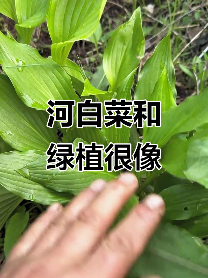 河白菜与绿化带玉簪花长得像,味道鲜美又独特