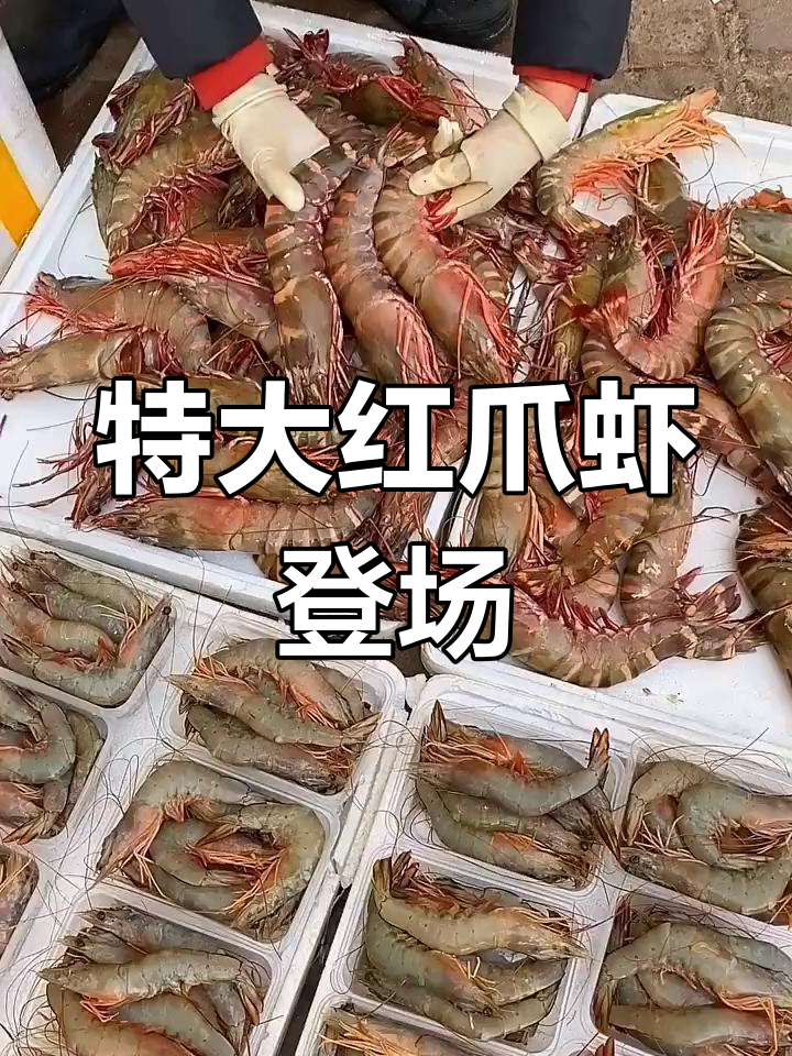 超大红爪虾来袭,基围虾瞬间变小弟
