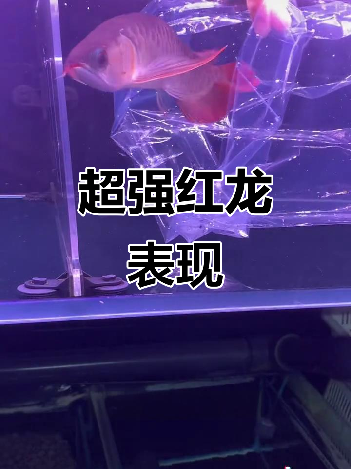 王者霸血红龙,超快发色惊艳全场