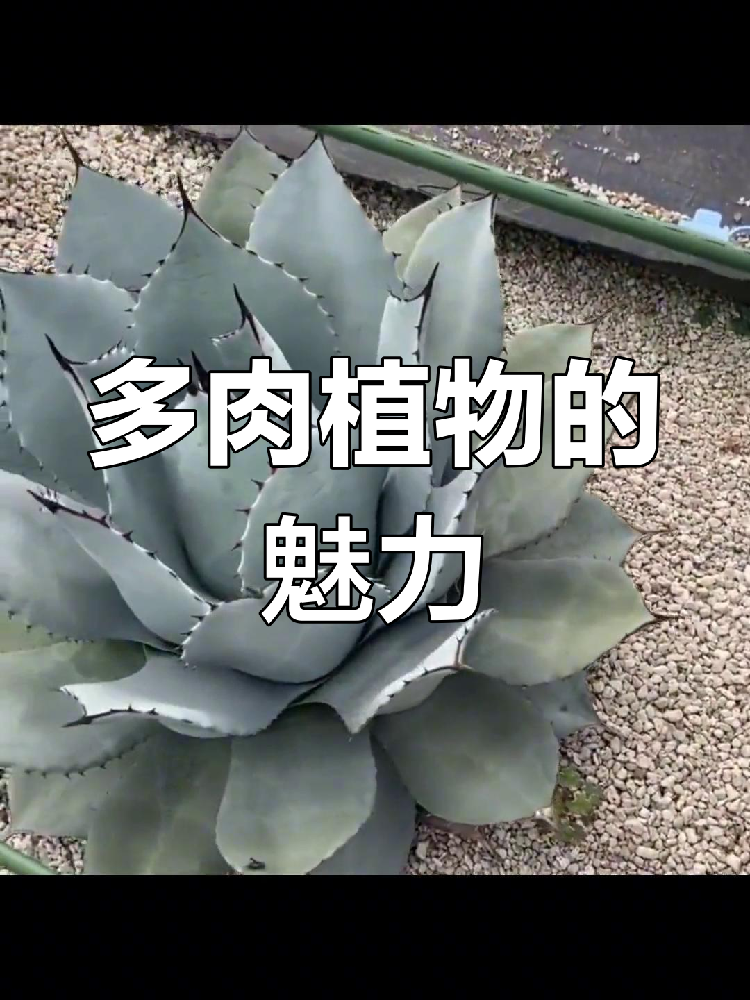 虚空藏先生,多肉植物之美