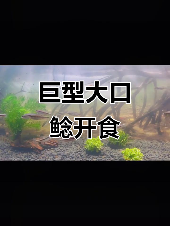 大口鲶鱼开食,新缸环境适应中