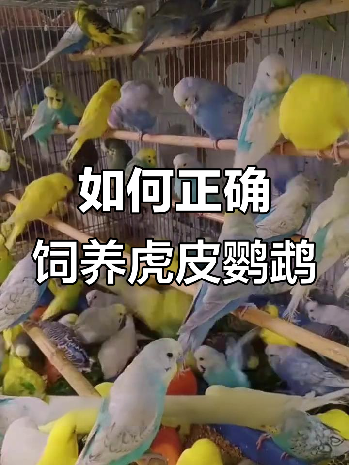 虎皮鹦鹉养殖技巧:从饮食到环境全攻略