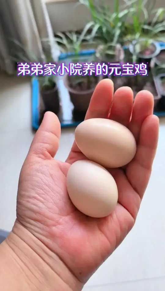 去弟弟家看妈妈讨来元宝鸡蛋,元宝鸡比普通土鸡咋样?