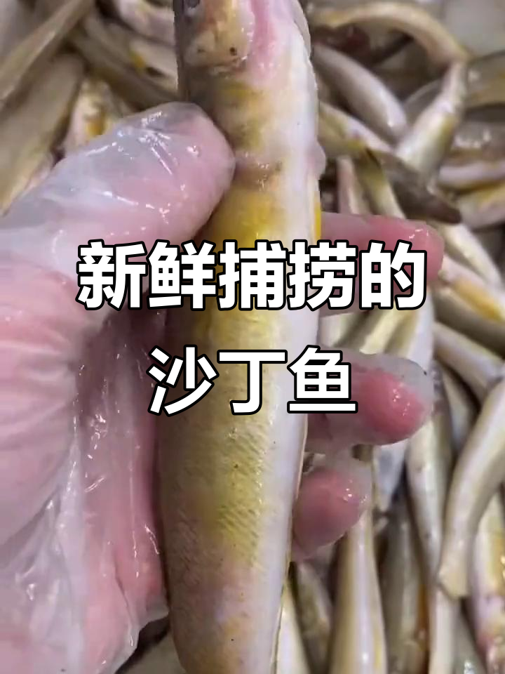 春季海鲜大降价,野生沙丁鱼鲜美无比!