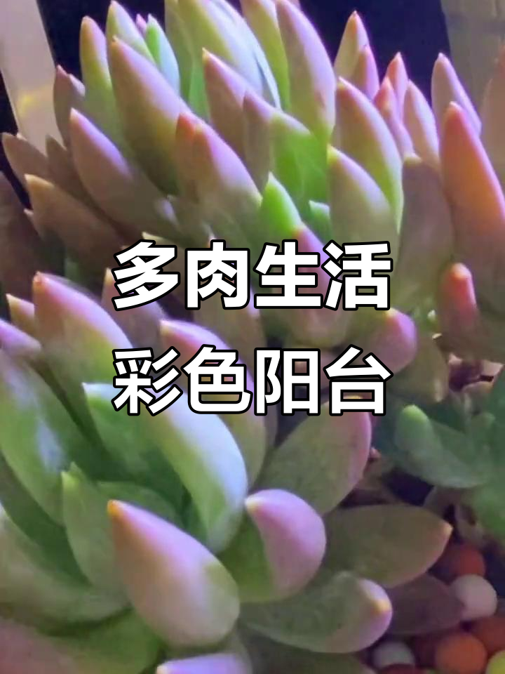 阳台多肉小清新,炫彩星带你玩转色彩世界
