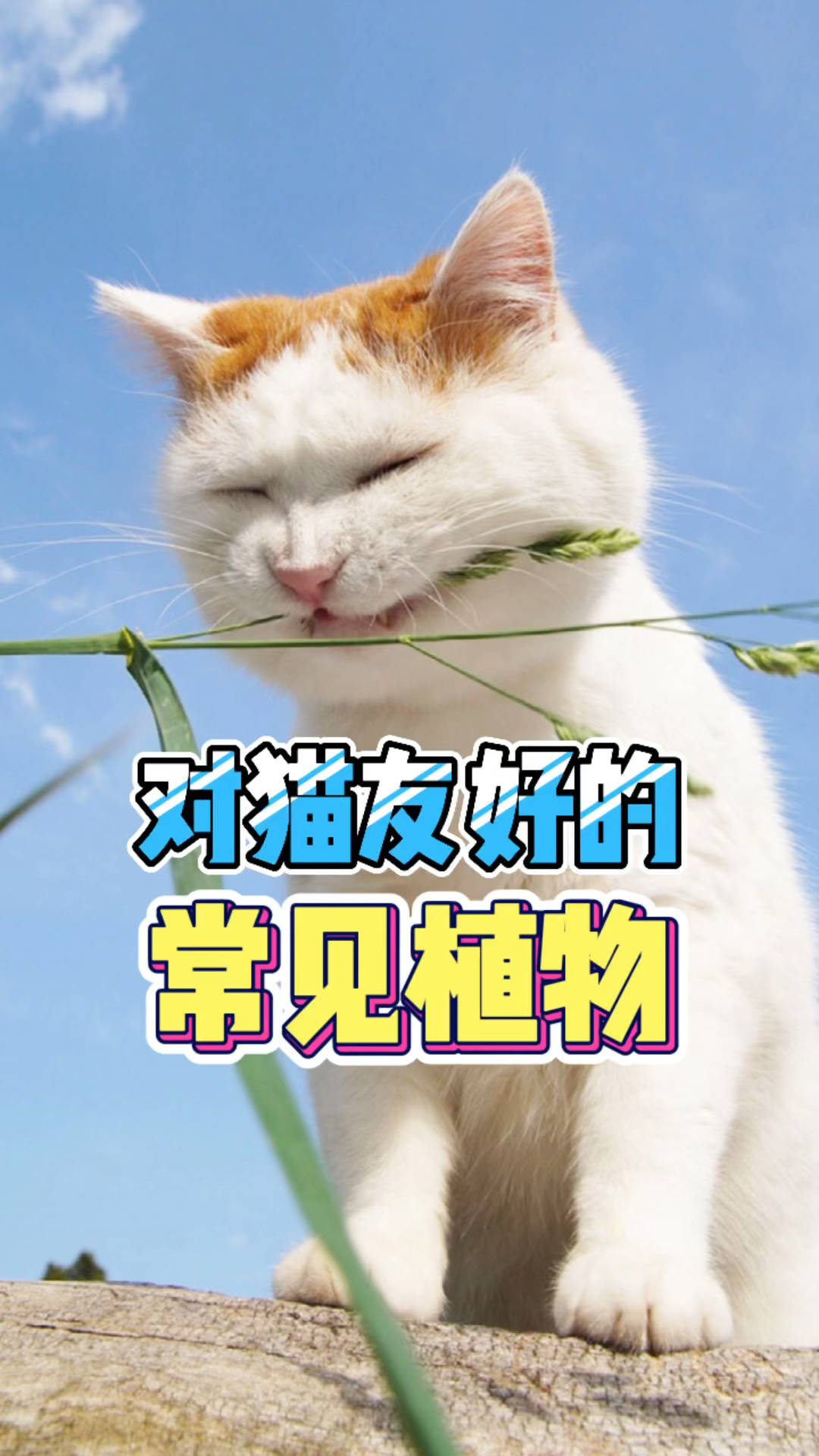 有猫家庭可以养的常见植物,这些对猫都安全～
