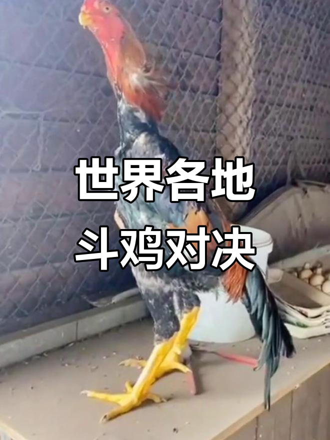 哈萨克斯坦、越南、泰国斗鸡大比拼,谁才是最强?
