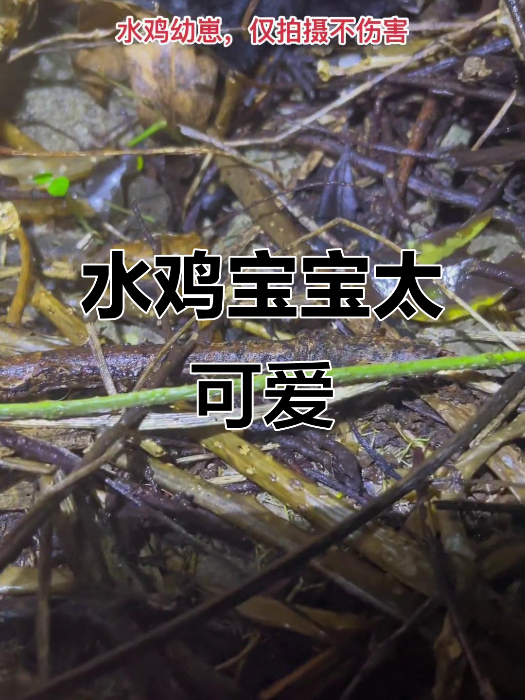 水鸡幼崽萌态十足,现场实拍超可爱