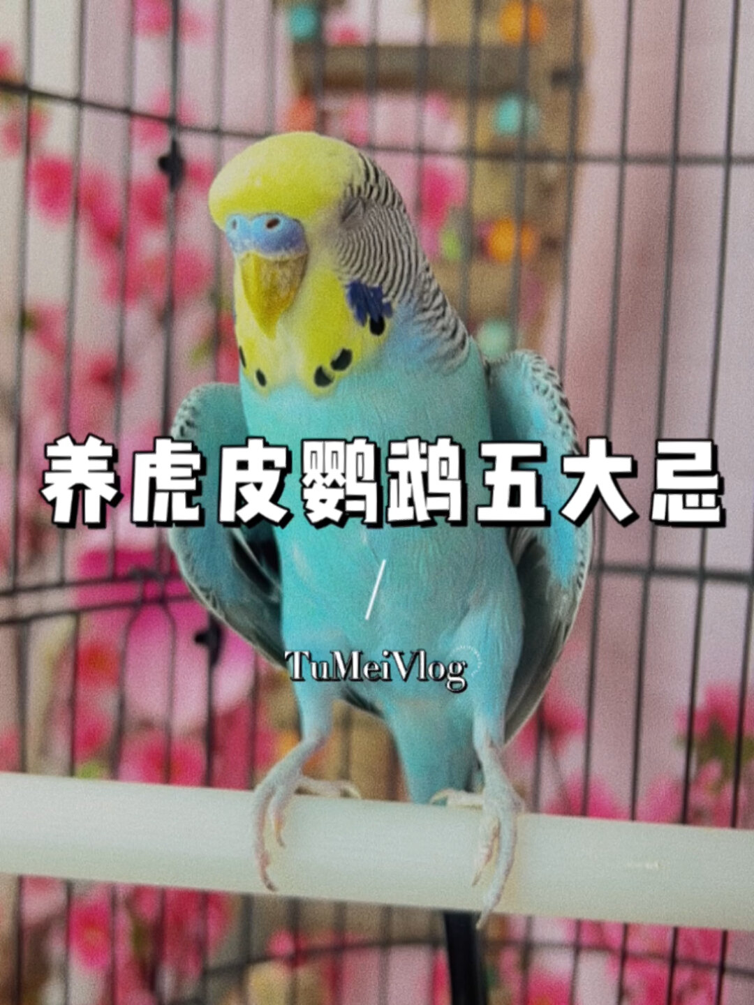 养虎皮鹦鹉五大忌