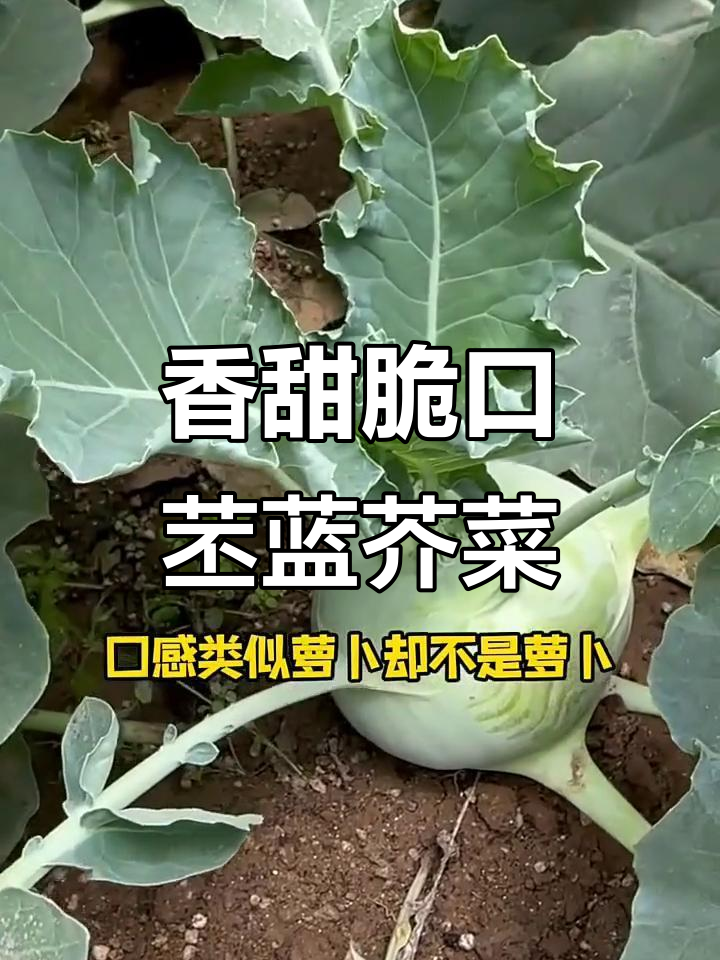 青铁栏:脆嫩甘蓝,口感如萝卜,不是大头菜