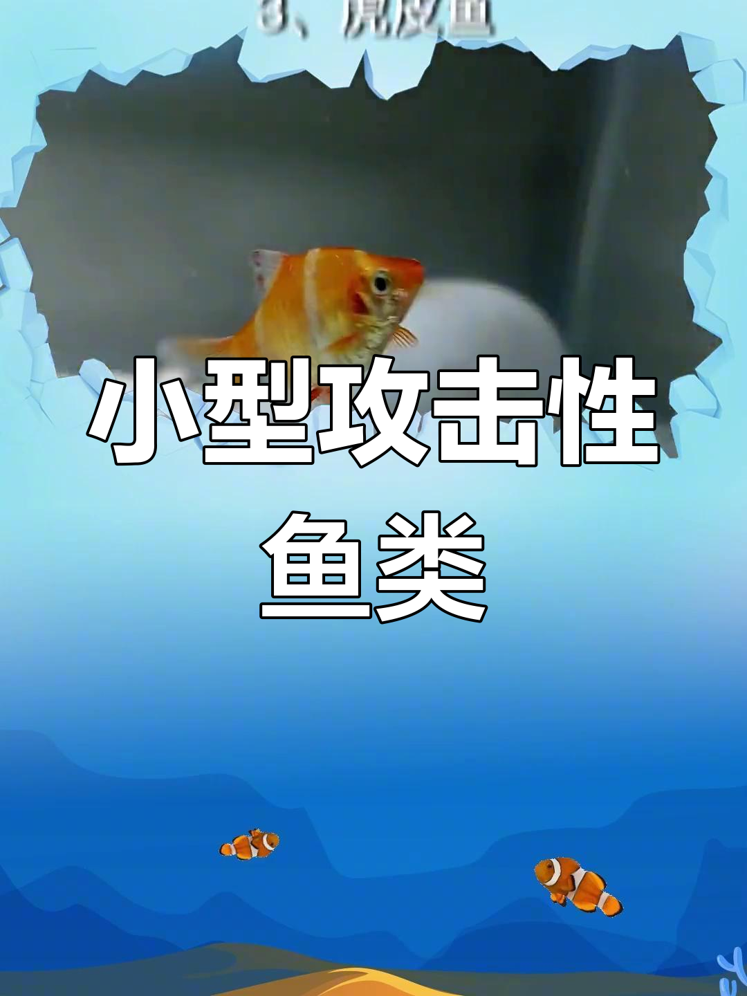 五大凶猛小型观赏鱼,新手必看