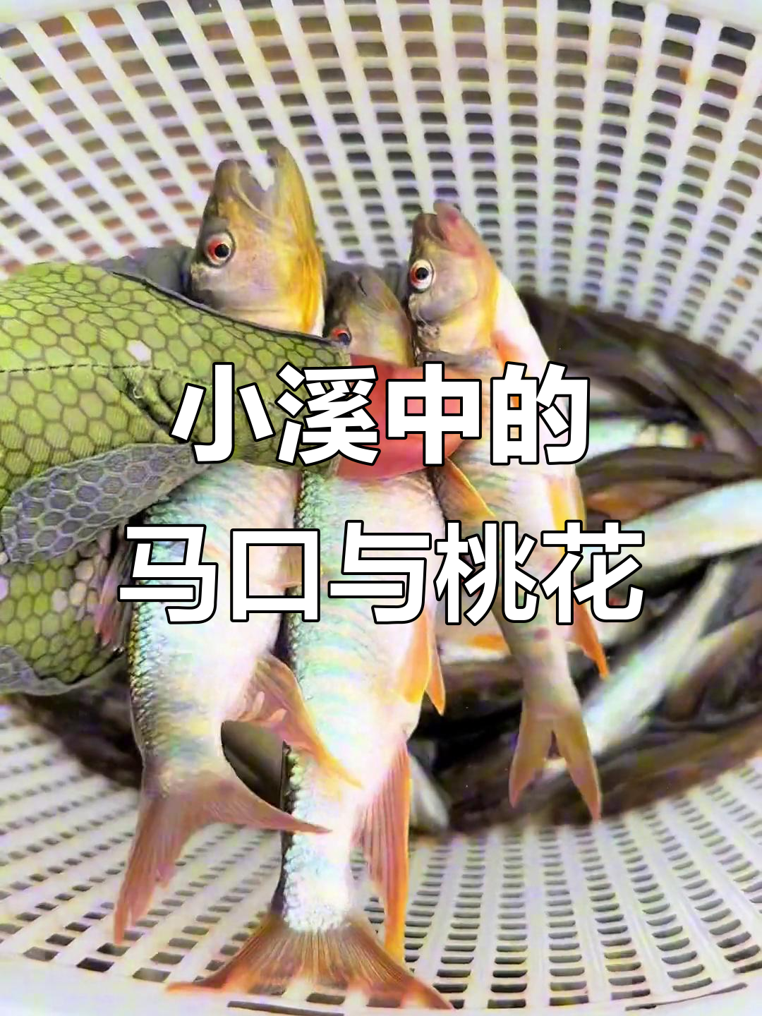 西安小溪里的马口标点,偶尔有桃花鱼出没