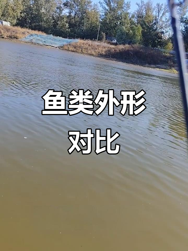 红鳍鲌与青梢鱼外观差异明显,颜色及体型各不相同