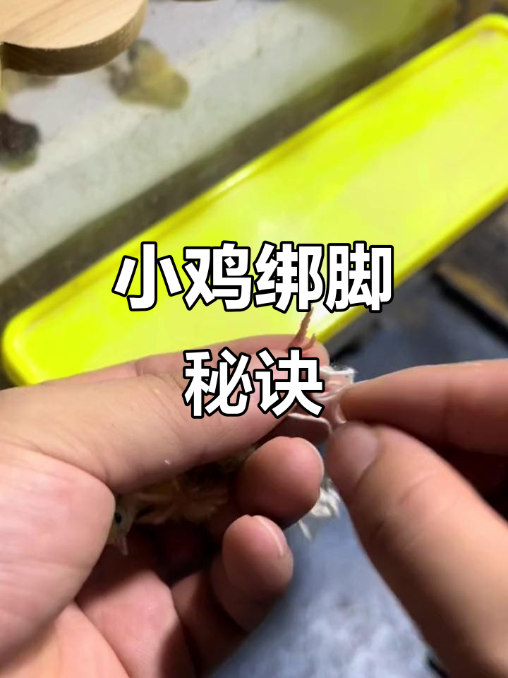 芦丁鸡绑脚技巧，助力畸形小鸡快速学会走路