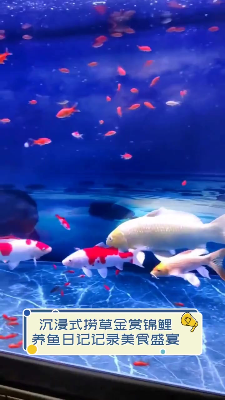 沉浸式捞草金赏锦鲤,养鱼日记记录美食盛宴