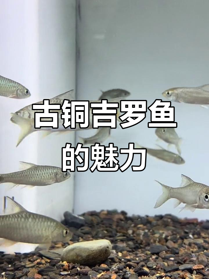 古铜吉罗鱼:独特金属质感与美丽尾巴的完美结合